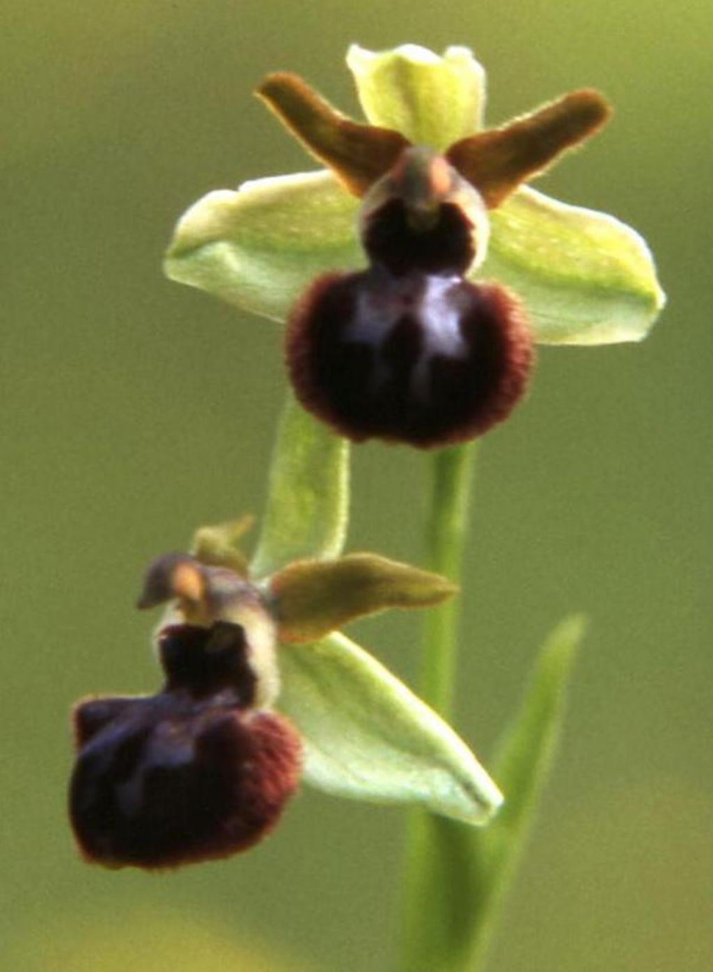 Orchidea da identificare (115)